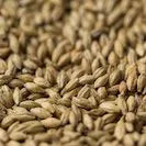 Gladfield AMERICAN Ale Malt