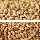 Gladfield Chit Malt
