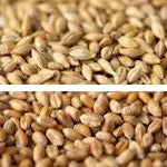 Gladfield Chit Malt