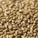 Gladfield German PILSNER Malt
