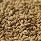 Gladfield MUNICH Malt